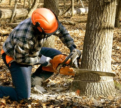 Tree Removal in Ogilvie, MN